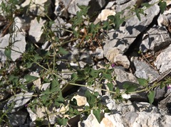 Mirabilis oxybaphoides