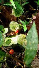 Geophila