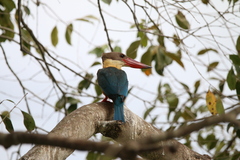 Pelargopsis capensis