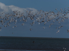 Sterna hirundo