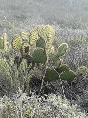 Opuntia oricola