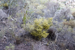 Aspalathus ericifolia