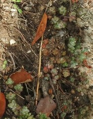 Sedum brevifolium