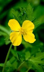 Stylophorum diphyllum