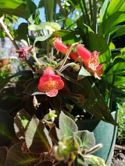 Kohleria