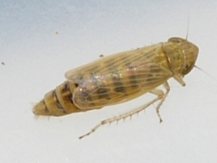 Henschia