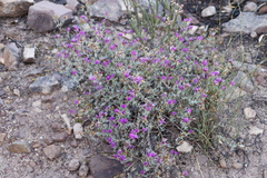 Lampranthus emarginatus