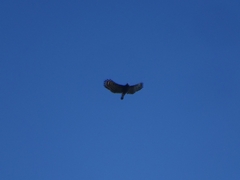 Spizaetus tyrannus
