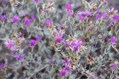 Lampranthus emarginatus