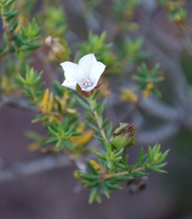 Adenandra
