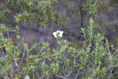 Adenandra