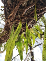 Microgramma squamulosa