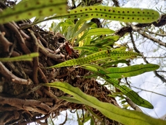 Microgramma squamulosa