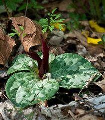 Trillium decumbens