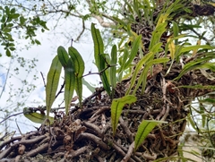 Microgramma squamulosa