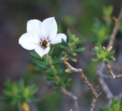 Adenandra