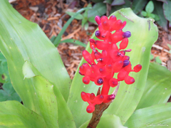 Aechmea miniata