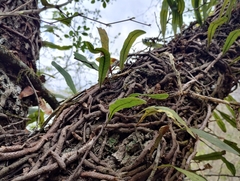 Microgramma squamulosa