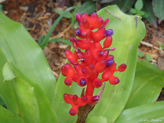 Aechmea miniata
