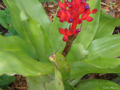Aechmea miniata