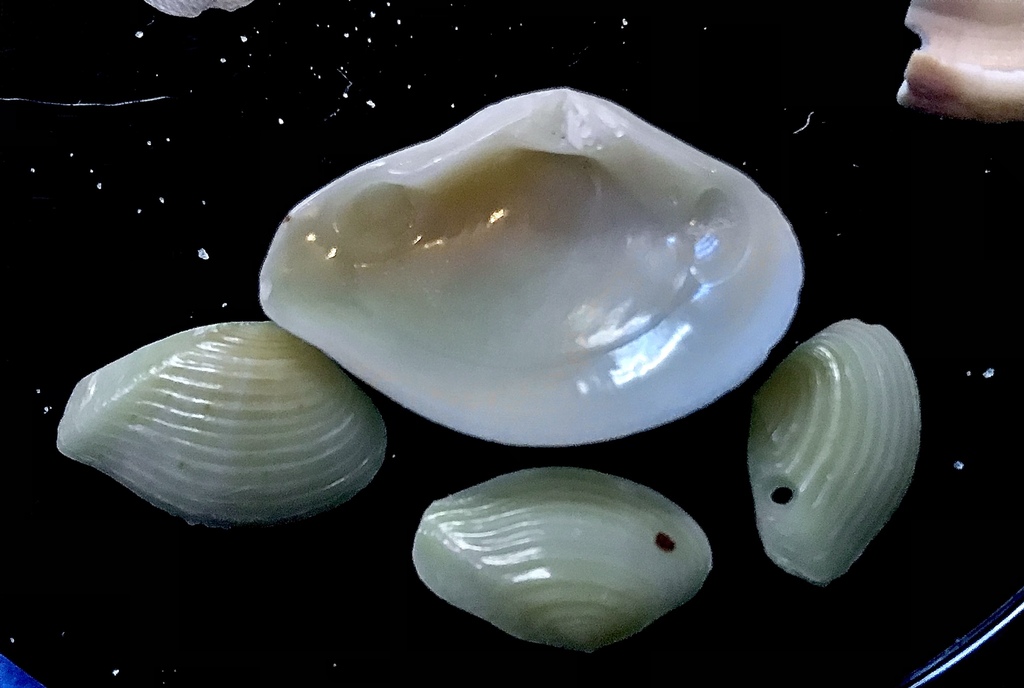 Beautiful crassatella