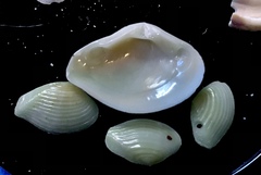 Kalolophus speciosus