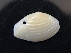 Kalolophus speciosus