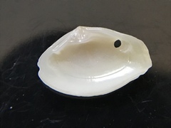 Kalolophus speciosus