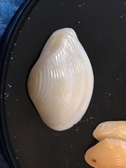 Kalolophus speciosus