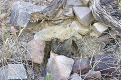 Pisolithus arhizus
