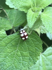 Omophoita