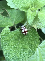 Omophoita