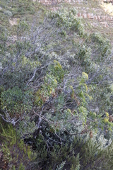 Notobubon galbanum