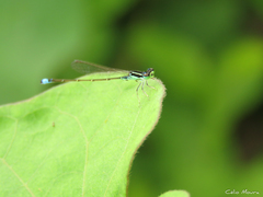 Ischnura capreolus