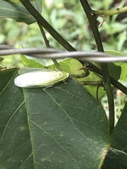 Panchlora