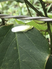Panchlora