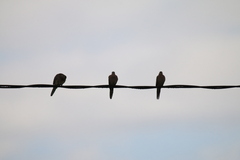 Streptopelia chinensis