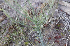 Thesium spicatum