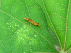Pseudomyrmex