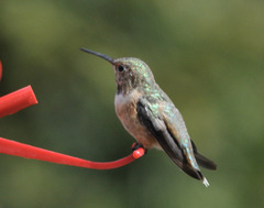 Selasphorus rufus