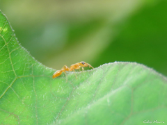 Pseudomyrmex