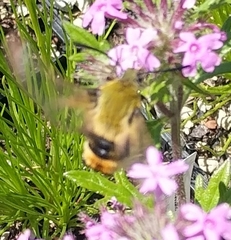 Hemaris tityus