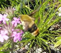 Hemaris tityus