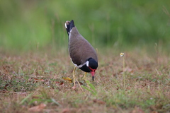 Vanellus indicus