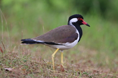 Vanellus indicus