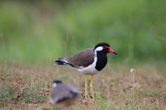 Vanellus indicus