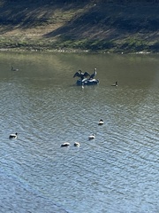 Aechmophorus occidentalis