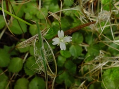 Epilobium pedunculare