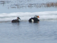 Somateria spectabilis