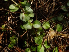 Epilobium pedunculare